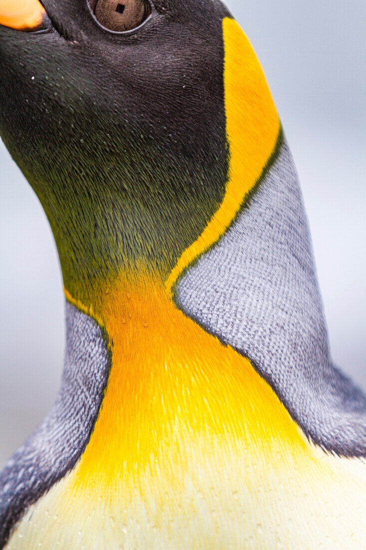 Königspinguin (Aptenodytes patagonicus) Detail in der Brut- und Nistkolonie in der St. Andrews Bay auf Südgeorgien,Südlicher Ozean,Polargebiete