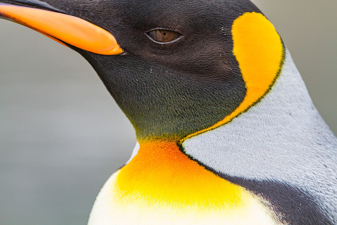 King penguin (Aptenodytes patagonicus) detail at breeding and nesting colony at St. Andrews Bay on South Georgia, Southern Ocean, Polar Regions