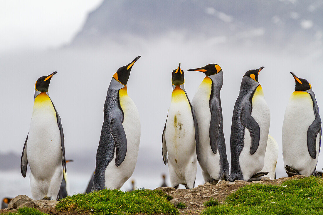 King penguin (Aptenodytes patagonicus) breeding and nesting colony at St. Andrews Bay on South Georgia, Southern Ocean, Polar Regions