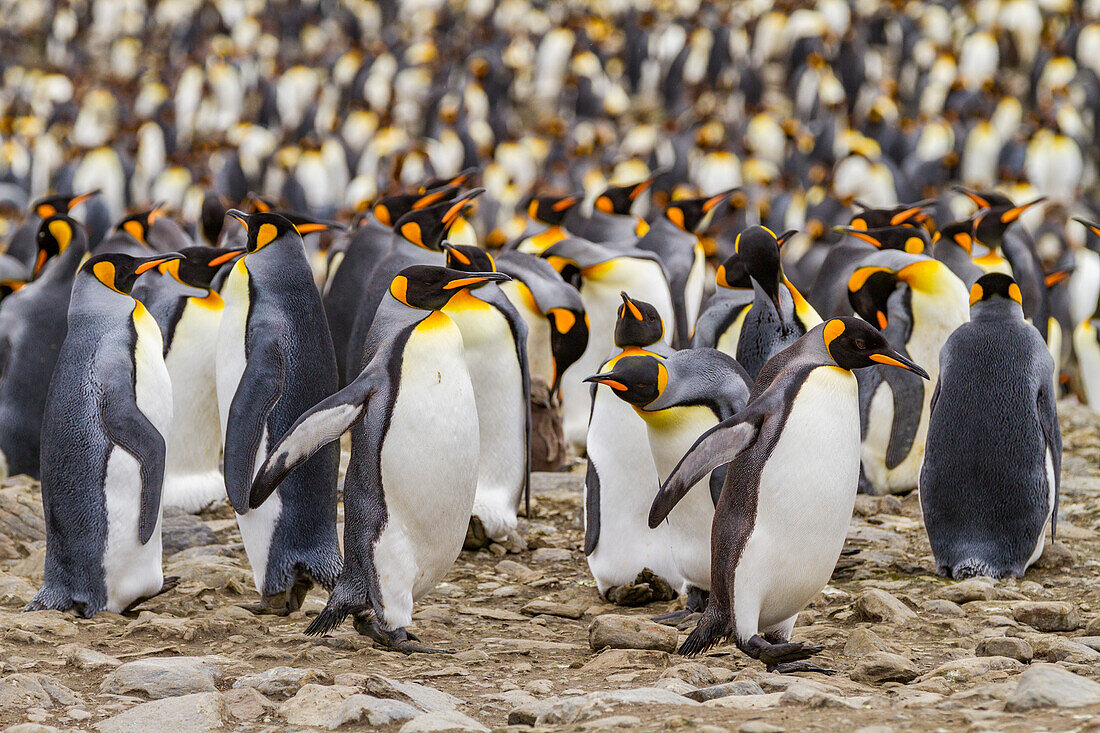 Königspinguin (Aptenodytes patagonicus) Brut- und Nistkolonie in der St. Andrews Bay auf Südgeorgien,Südlicher Ozean,Polargebiete