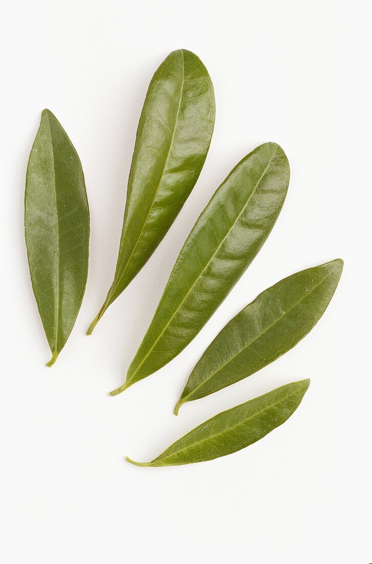 Pimento leaves (Pimenta dioica)
