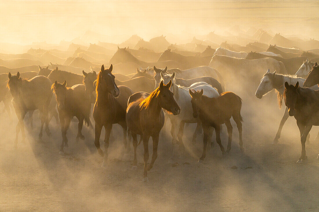 Herd of wild and semi-wild Yilki horses running in dust at sunset, Hacilar, Kayseri, Cappadocia, Anatolia, Turkey, Asia Minor, Asia