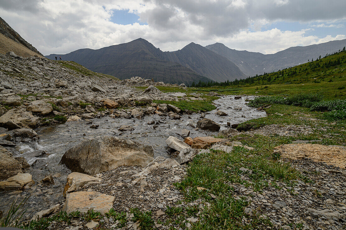 Alpine creek flowing through wildflower meadows along the Ptarmigan Cirque Trail in summer, Mount Arethusa, Kananaskis Country, Alberta, Canadian Rockies, Canada, North America