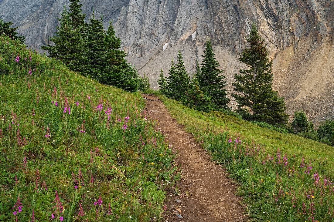 Alpine Wildblumenwiesen mit Feuerkraut (Chamaenerion angustifolium) entlang des Ptarmigan Cirque Trail im Sommer,Kananaskis Country,Alberta,Kanadische Rocky Mountains,Kanada,Nordamerika