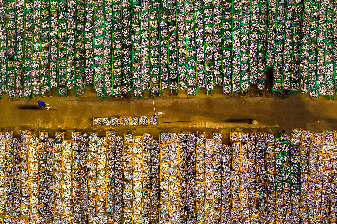 Drying fish in Vung Tau, Vietnam, Indochina, Southeast Asia, Asia