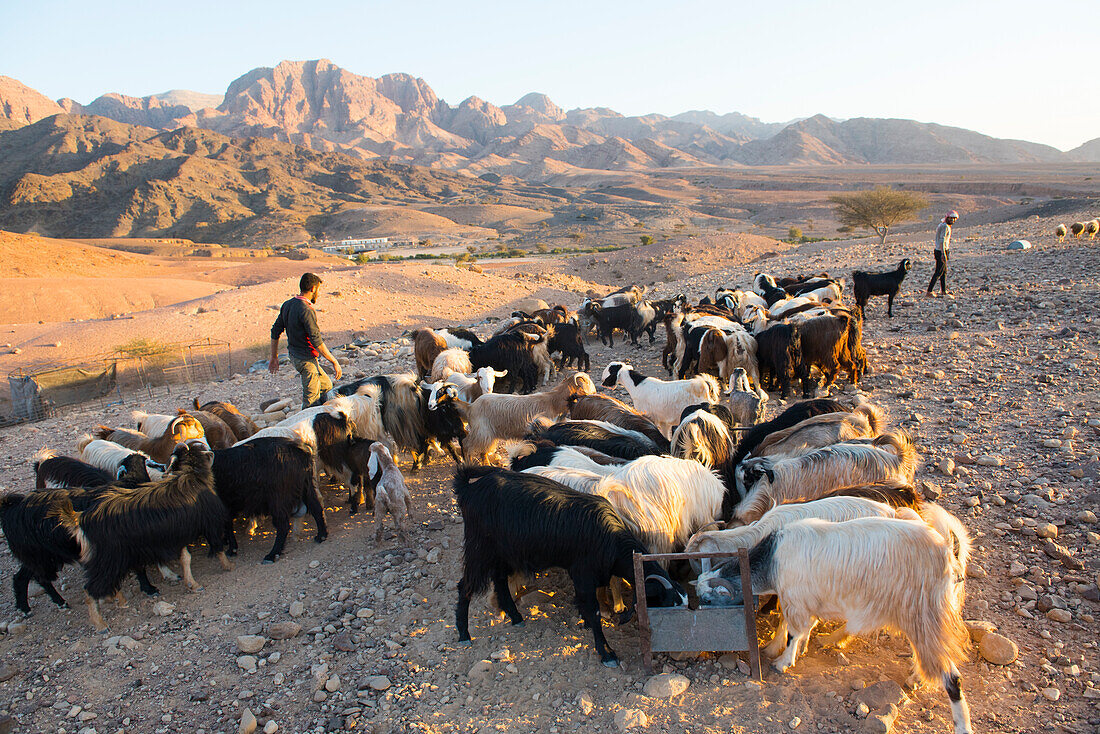 Ziegenherde vor einem Beduinenlager in der Nähe des Wadi Dana und des Araba-Tals,Dana-Biosphärenreservat,Jordanien,Naher Osten