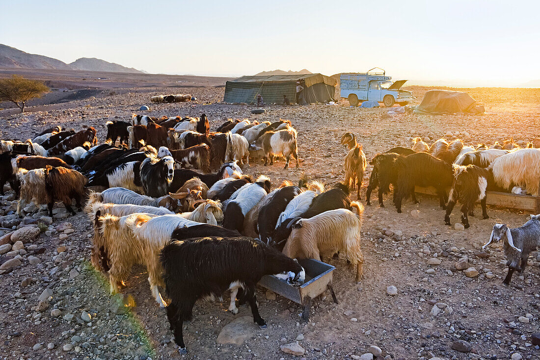 Ziegenherde vor einem Beduinenlager in der Nähe des Wadi Dana und des Araba-Tals,Biosphärenreservat Dana,Jordanien,Naher Osten