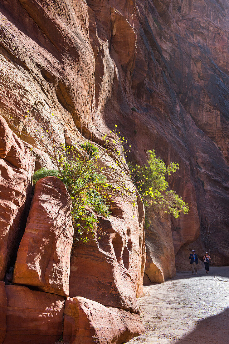 The Siq, narrow gorge leading to the historic and archaeological Nabataean city of Petra, UNESCO World Heritage Site, Jordan, Middle East