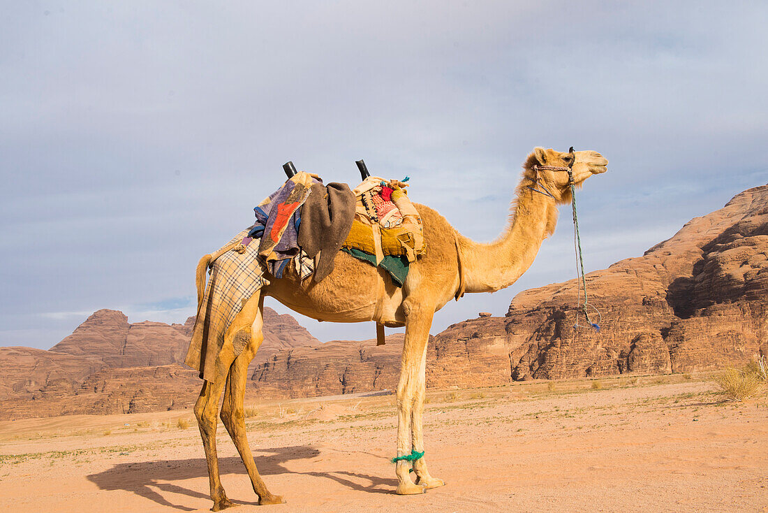 Camel in Wadi Rum, Jordan, Middle East