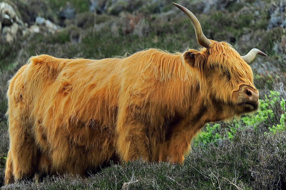 Hochlandrind mit seinen charakteristischen langen Haaren und Hörnern,eine robuste,rustikale Rinderrasse,die in die ganze Welt exportiert wurde,Duntulm,Trotternish Peninsula,Skye,Innere Hebriden,Schottland,Vereinigtes Königreich,Europa