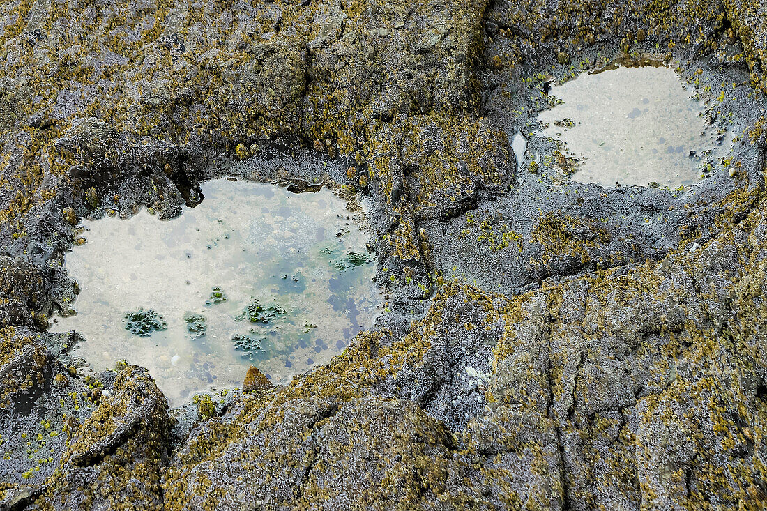 Fußabdrücke großer pflanzenfressender Saurapod-Dinosaurier aus dem Jura,ein wichtiger Fund aus dem mittleren Jura an der Nordostküste im Jahr 2018,Brothers' Point (Rubha nam Brathairean),Trotternish-Halbinsel,Skye,Innere Hebriden,Schottland,Vereinigtes Königreich,Europa