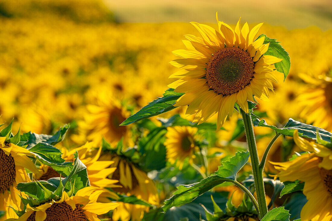 View of sunflowers at Barlow Sunflower Fields, Barlow, Derbyshire, England, United Kingdom, Europe