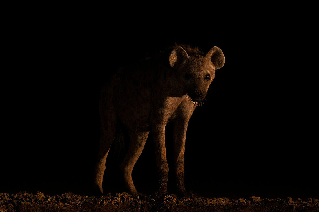 Tüpfelhyäne (Crocuta crocuta) bei Nacht,Shompole,Kenia,Ostafrika,Afrika