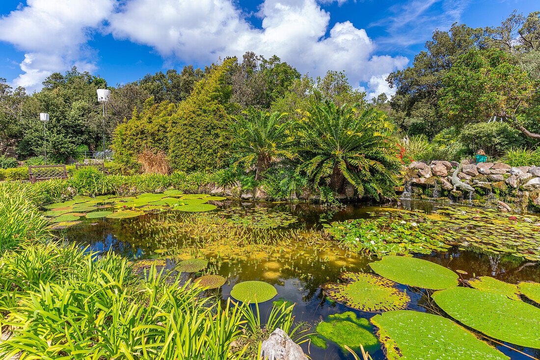 View of water lily pads in pond and tropical flora in Giardini la Mortella Botanical Gardens, Forio, Island of Ischia, Campania, Italy, Europe