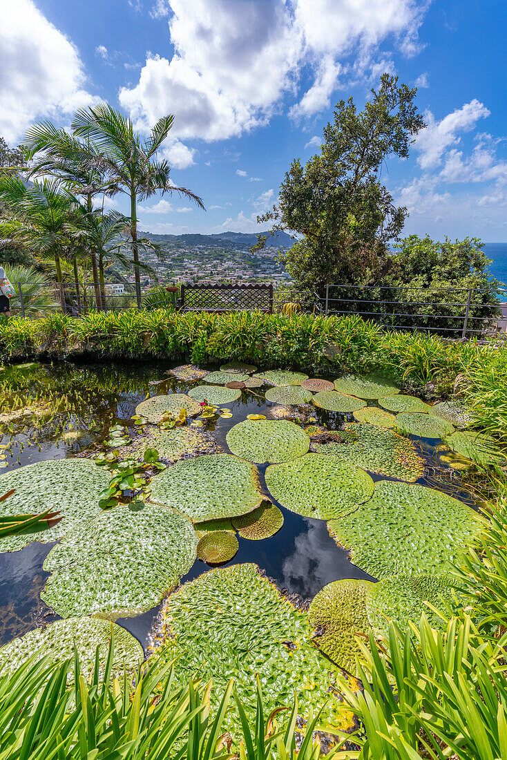 View of water lily pads in pond and tropical flora in Giardini la Mortella Botanical Gardens, Forio, Island of Ischia, Campania, Italy, Europe