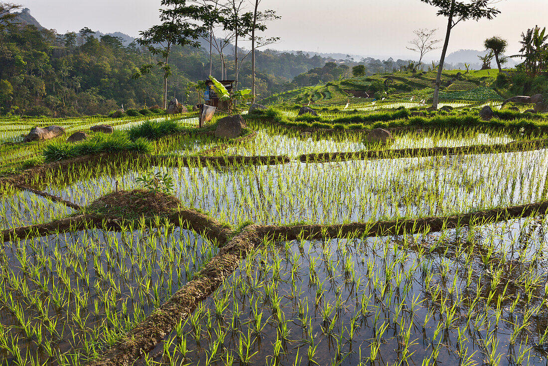 Paddy fields in Tawangmangu area, Karanganyar district, near Surakarta (Solo), Java island, Indonesia, Southeast Asia, Asia