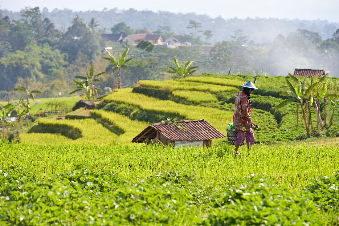 Reisfelder im Tawangmangu-Gebiet,Bezirk Karanganyar,bei Surakarta (Solo),Insel Java,Indonesien,Südostasien,Asien