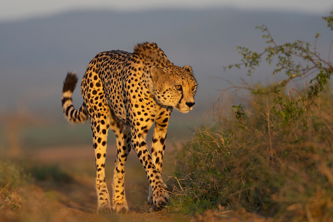 Gepard (Acinonyx jubatus),Zimanga Private Game Reserve,KwaZulu-Natal,Südafrika