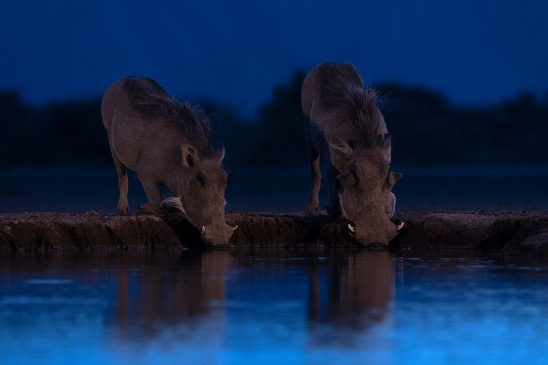 Two warthogs (Phacochoerus africanus) drinking, Shompole, Kenya, East Africa, Africa