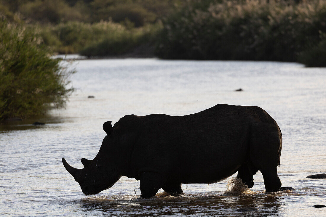 White rhino (Ceratotherium simum) silhouette, Zimanga Private Game Reserve, KwaZulu-Natal, South Africa, Africa