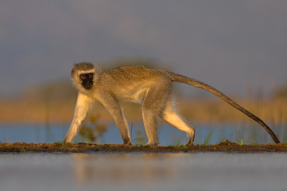 Grüne Meerkatze (Chlorocebus pygerythrus),Zimanga Naturreservat,KwaZulu-Natal,Südafrika,Afrika