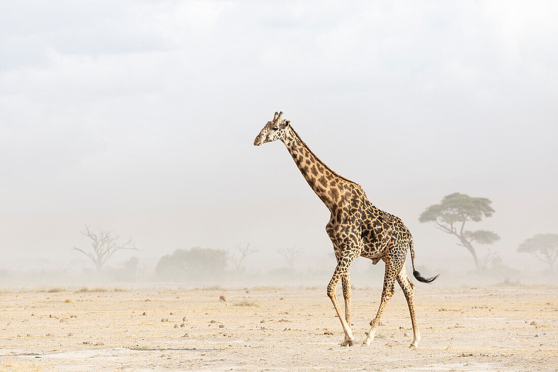 Giraffe (Giraffa camelopardalis) im Staubsturm,Amboseli-Nationalpark,Kenia,Ostafrika,Afrika