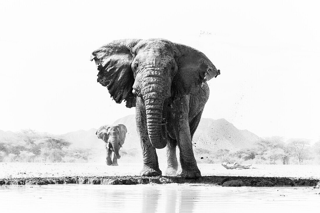 Elefantenbulle (Loxodonta africana),Shompole,Kenia,Ostafrika,Afrika