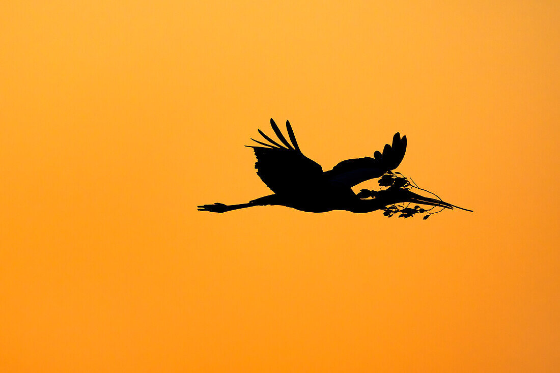 Yellow-billed stork (Mycteria ibis) carrying nesting material, Chobe National Park, Botswana, Africa