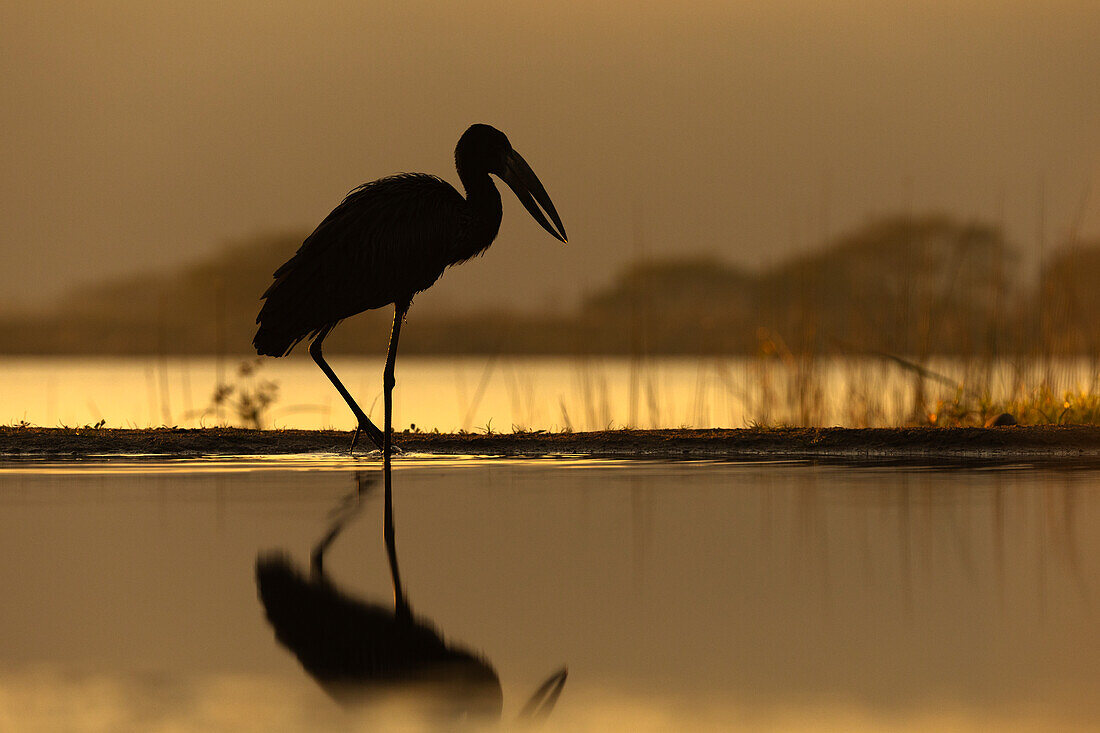 Afrikanischer Gabelschwanz (Anastomus lamelligerus),Zimanga Game Reserve,KwaZulu-Natal,Südafrika,Afrika