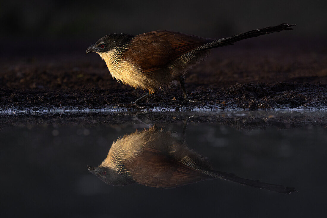 Burchell's coucal (Centropus burchellii), Zimanga Game Reserve. KwaZulu-Natal, South Africa, Africa