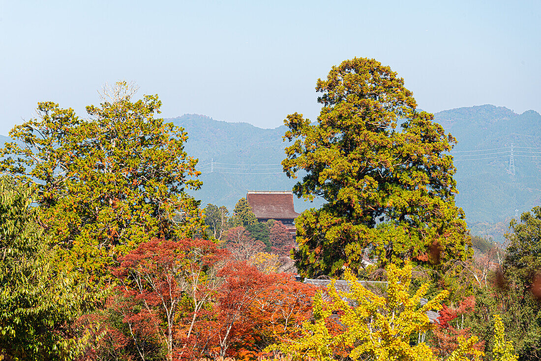 Roter Ahornbaum umrahmt ein japanisches Tempeldach im Yoshino-Gebiet,Yoshino,Nara,Honshu,Japan,Asien