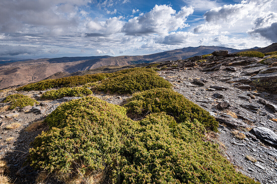 Landscapes of the Sierra Nevada with juniper scrub, Andalusia, Spain, Europe