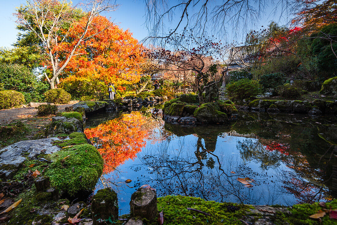 Schöner japanischer Garten im Herbst,mit leuchtend roten Ahornblättern und Tempeldächern,Japan,Asien