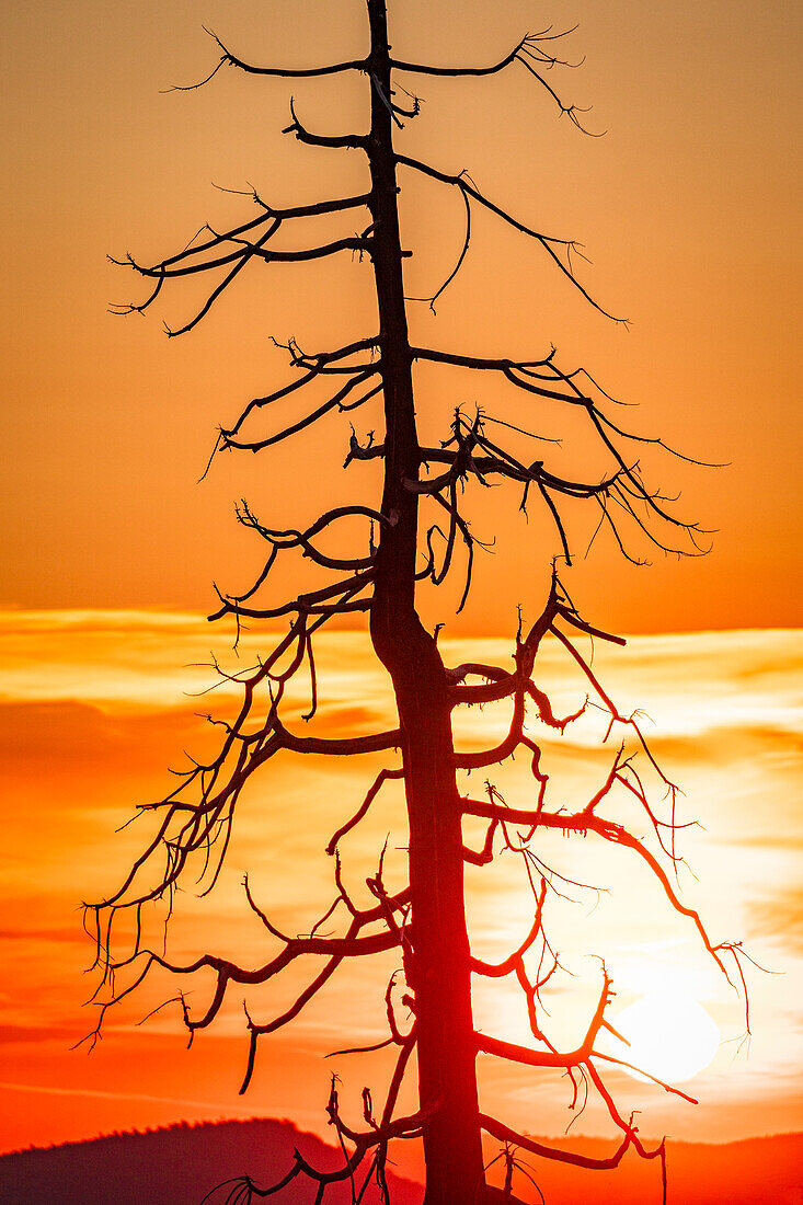 A tree affected by fires illuminated by the warm light of the sunset, Yosemite National Park, UNESCO World Heritage Site, California, United States of America, North America