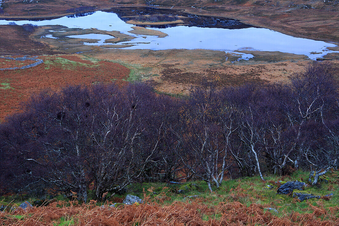 Tree detail, Sutherland moorland, Highland, Scotland, United Kingdom, Europe