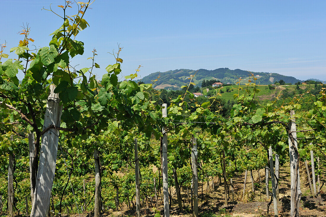 Weinberge von Txakoli,Bezirk Zarautz,bei Getaria,Provinz Gipuzkoa,Baskenland,Spanien,Europa