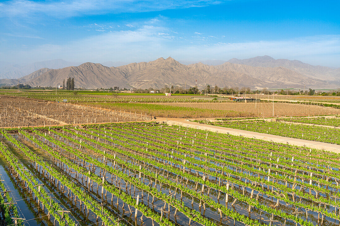 Vineyards with mountains in background, Tacama Winery, Ica, Peru, South America