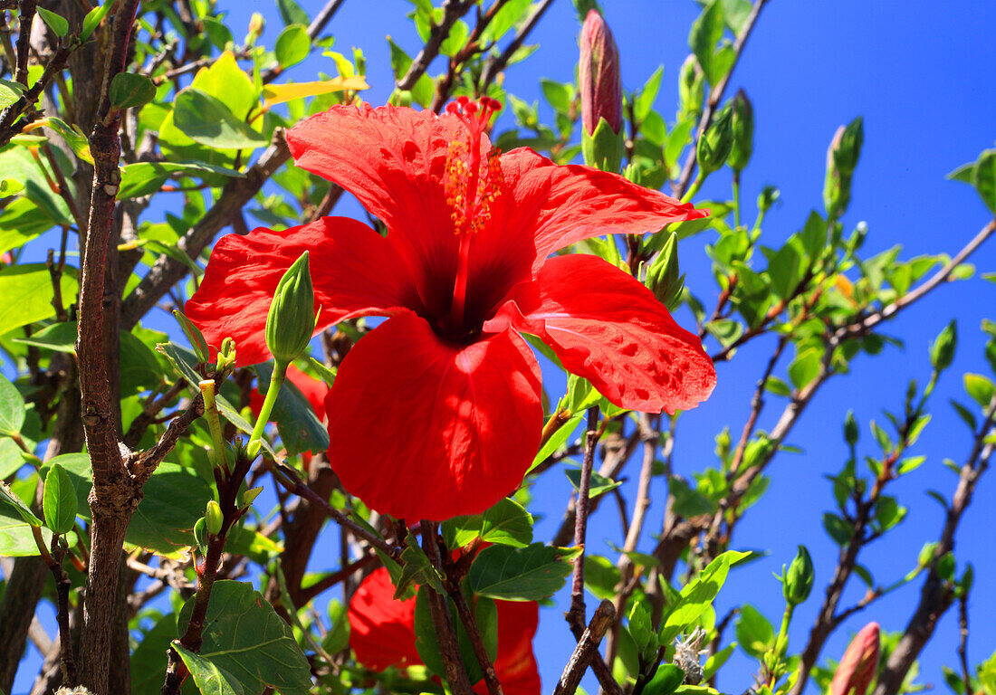 Red Hibiscus, Tenerife, Canary Islands, Spain, Atlantic, Europe