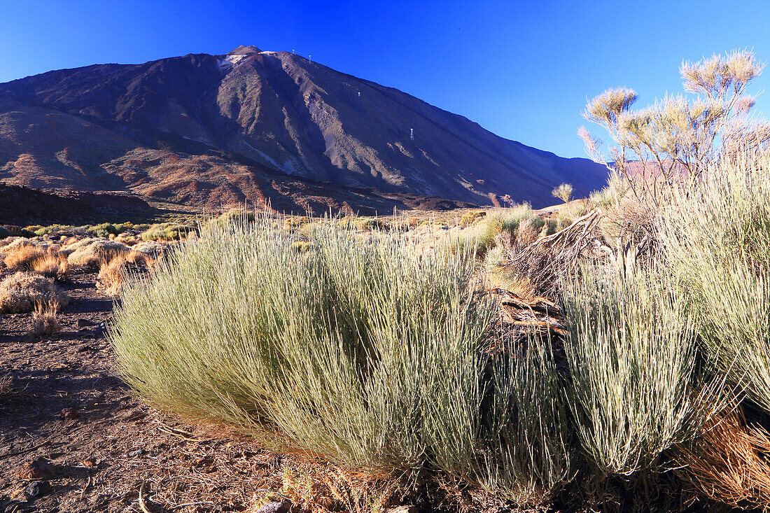 Nationalpark El Teide,UNESCO-Weltnaturerbe,Teneriffa,Kanarische Inseln,Spanien,Atlantik,Europa