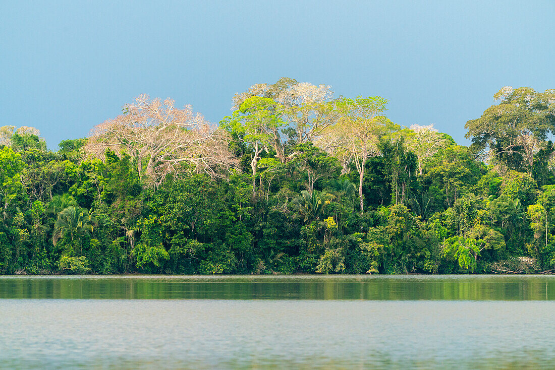 Lake Sandoval, Tambopata National Reserve, Puerto Maldonado, Madre de Dios, Peru, South America