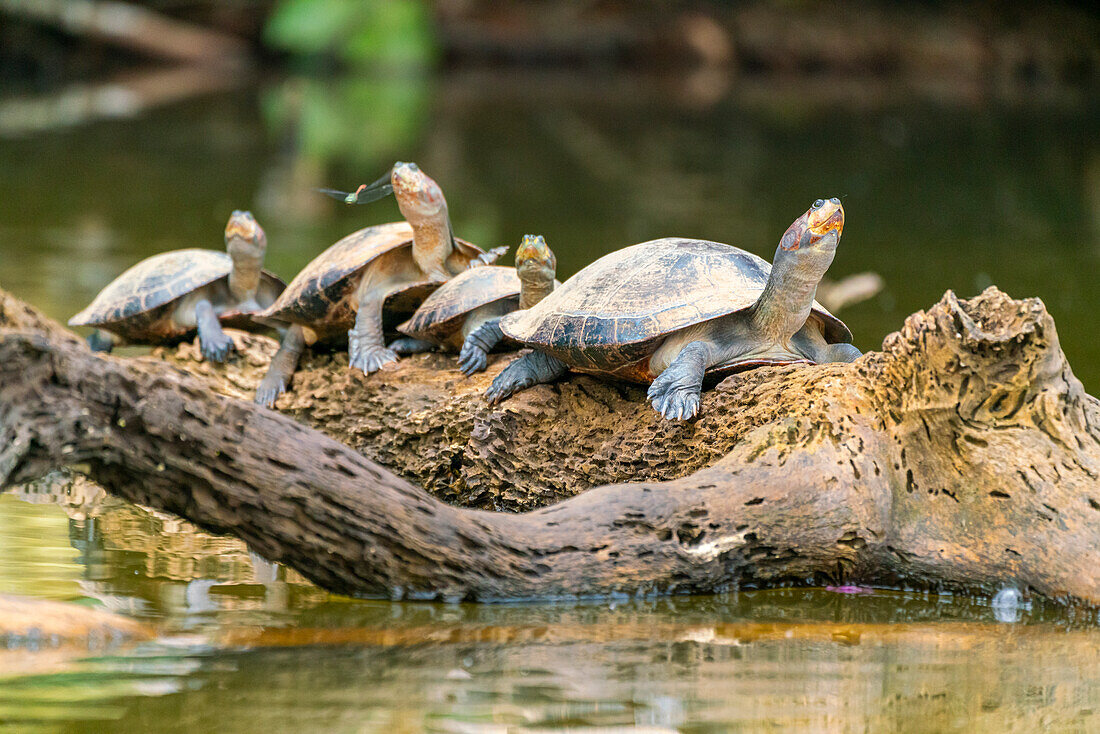 Gelbfleck-Flussschildkröte (Podocnemis unifilis),Sandoval-See,Tambopata-Nationalreservat bei Puerto Maldonado,Peru,Südamerika