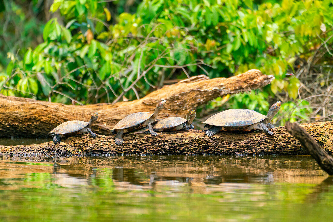 Gelbfleck-Flussschildkröte (Podocnemis unifilis),Sandoval-See,Tambopata-Nationalreservat bei Puerto Maldonado,Peru,Südamerika