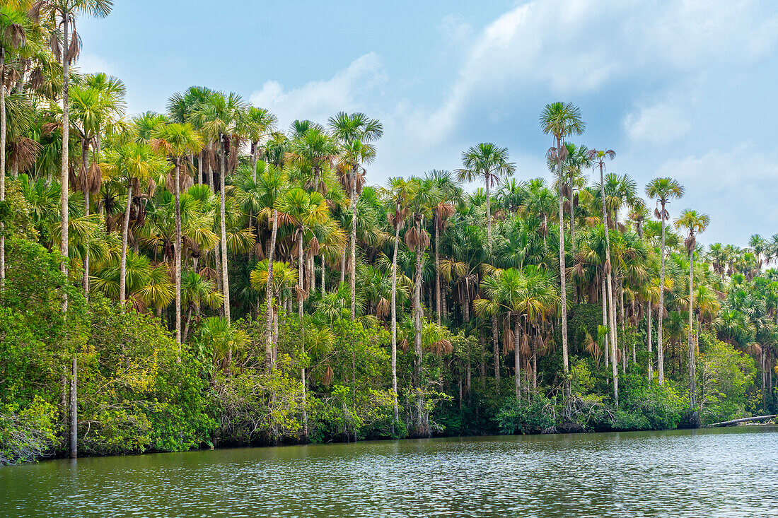 Lake Sandoval and Aguaje palms, Tambopata National Reserve, Puerto Maldonado, Madre de Dios, Peru, South America