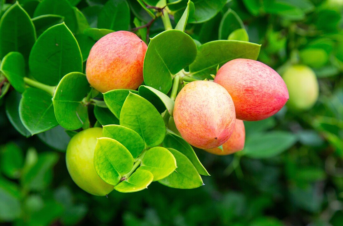 Natal-Pflaume (carissa macrocarpa),ein aus dem südlichen Afrika stammender Strauch,der auf den Bermudas als Heckenpflanze beliebt ist,Bermuda,Nordatlantik