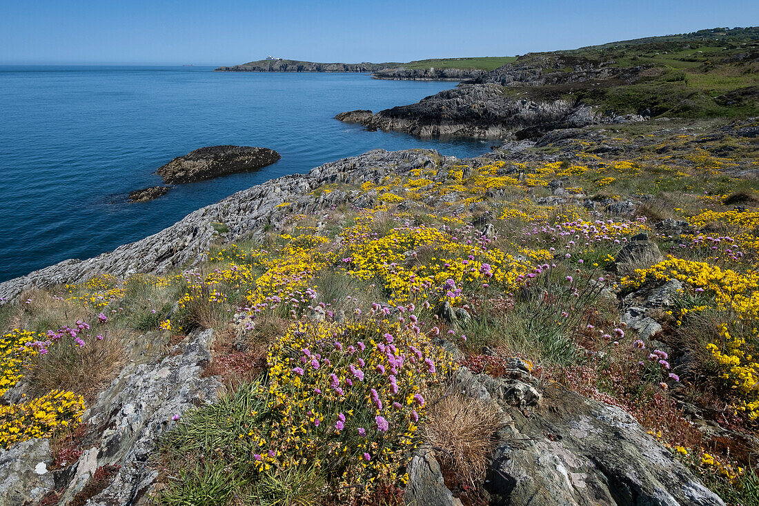 Pink sea thrift (Armeria maritima) and yellow birdsfoot trefoil (Lotus corniculatus) wildflowers on the Anglesey Coastal path looking to Point Lynas Lighthouse in spring, near Amlwch, Isle of Anglesey, North Wales, United Kingdom, Europe