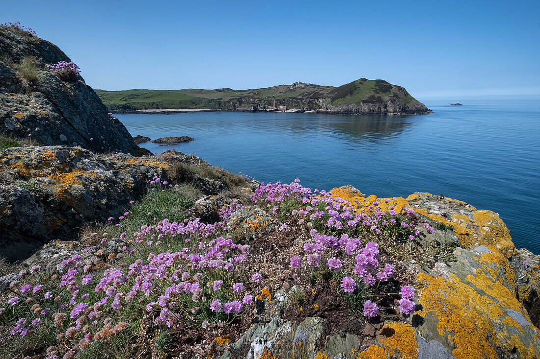 Wildblumen auf dem Anglesey Coastal Path mit Blick auf Porth Wen und Torllwyn Headland im Frühling,bei Cemaes,Isle of Anglesey,Nordwales,Vereinigtes Königreich,Europa