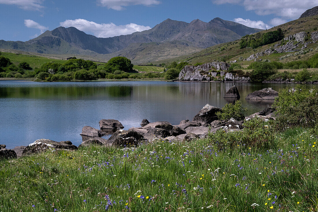 Blauglocken und Wildblumen neben Llynnau Mymbyr vor dem Hintergrund des Mount Snowdon (Yr Wyddfa) und des Snowdon Horseshoe,Dyffryn Mymbyr,Snowdonia National Park (Eryri),Nordwales,Vereinigtes Königreich,Europa