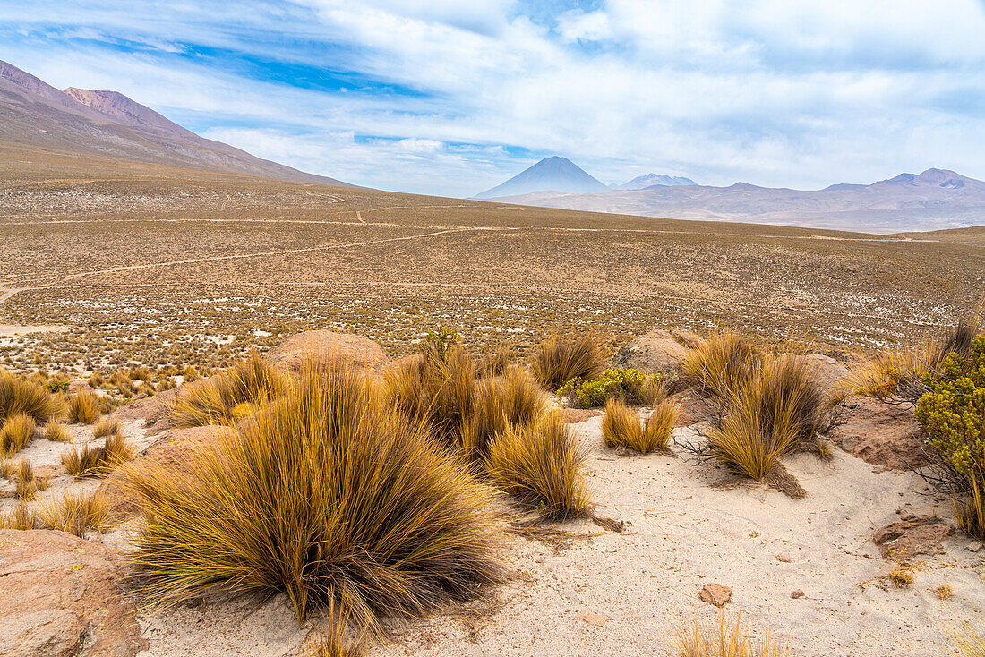 Tufts of grass and El Misti and Chachani volcanoes, Salinas y Aguada Blanca National Reserve, Arequipa Region, Peru, South America