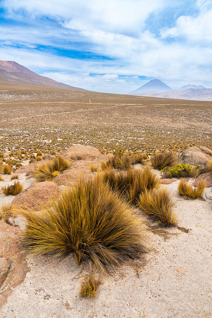 Grasbüschel und die Vulkane El Misti und Chachani,Nationalreservat Salinas y Aguada Blanca,Region Arequipa,Peru,Südamerika