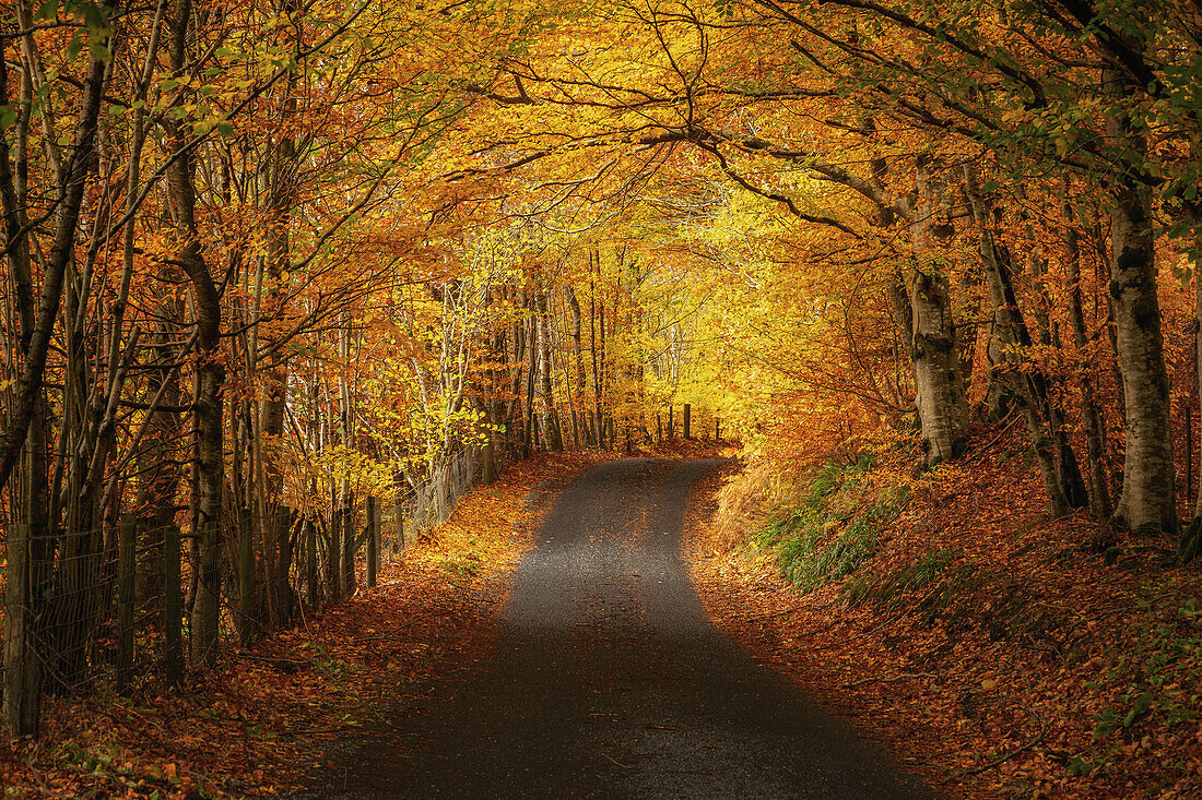 Autumn road in Perthshire, Scotland, United Kingdom, Europe